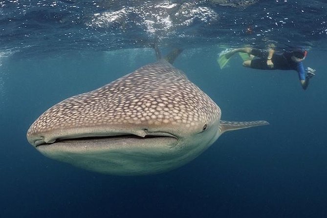 Whale-Shark Snorkeling Excursion to La Paz - The 6:00 am start at Hotel Tesoro, then south by minibus