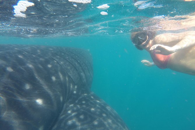 Whale-Shark Snorkeling Excursion to La Paz - Learning from the marine biologist guide (not just spotting)