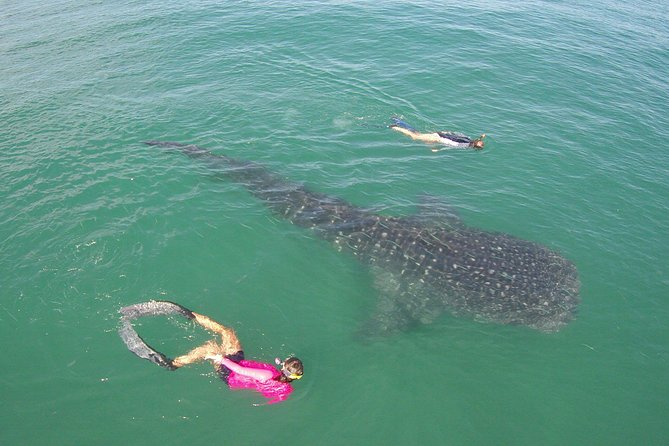 Whale-Shark Snorkeling Excursion to La Paz - Lunch, snacks, and getting your energy back on shore