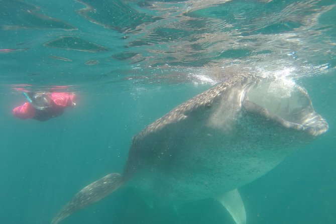 Whale-Shark Snorkeling Excursion to La Paz - Todos Santos stop: a culture break on the return to Cabo