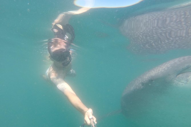Whale-Shark Snorkeling Excursion to La Paz - Price and value: what $349 buys you in the real world