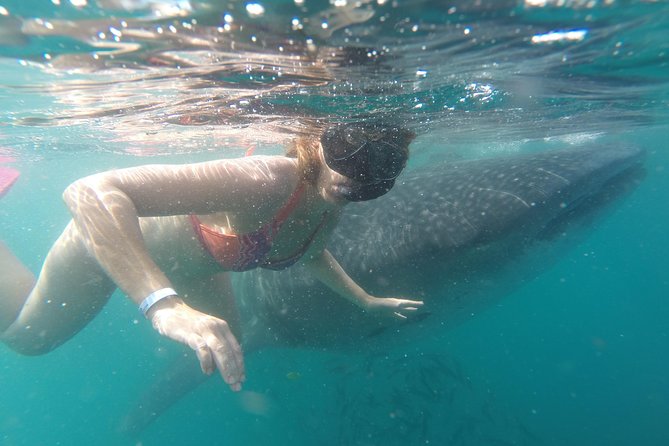 Whale-Shark Snorkeling Excursion to La Paz - Who this tour is best for—and who should think twice