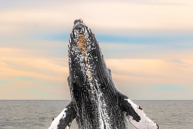Whale Tour, Arch, Professional Photos & Hydrophone - Key things to know before you go