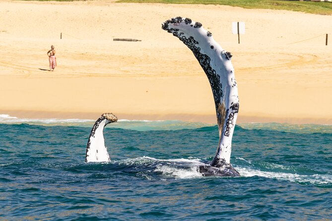 Whale Tour, Arch, Professional Photos & Hydrophone - Hydrophone whale songs: the coolest tech moment on this tour