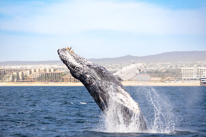 Whale Tour, Arch, Professional Photos & Hydrophone - What the guide actually does for you on this tour