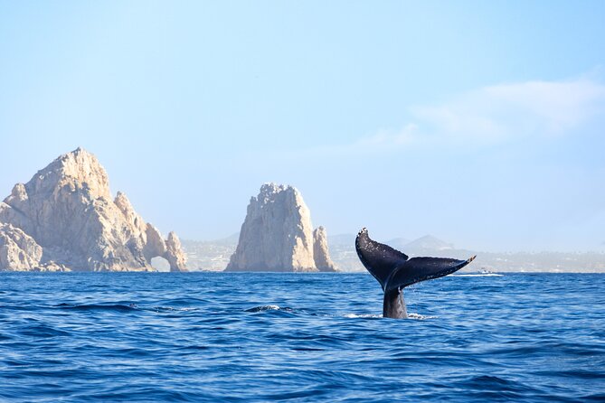 Whale Tour, Arch, Professional Photos & Hydrophone - Boat essentials and comfort: the basics are handled