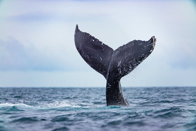Whale Tour, Arch, Professional Photos & Hydrophone - Price and value: what $142.38 per person is really covering
