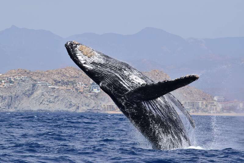 Whale Watch Cabo: Group Whale Watching Tour - FREE photos - Key points before you go
