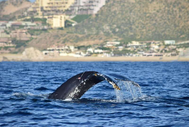 Whale Watch Cabo: Group Whale Watching Tour - FREE photos - Getting to Plaza Bonita and starting on time
