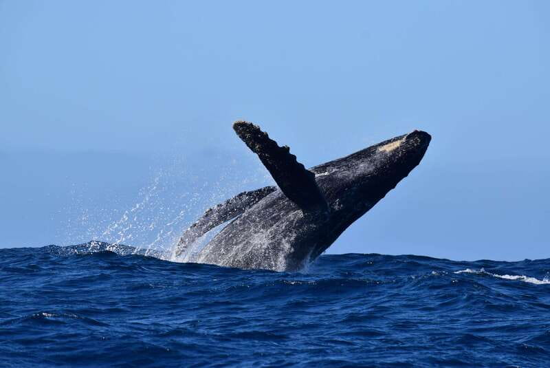 Whale Watch Cabo: Group Whale Watching Tour - FREE photos - The search for whales: how you’ll actually spot them