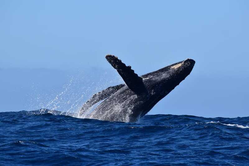 Whale Watch Cabo: Group Whale Watching Tour - FREE photos - Humpback whale song with a hydrophone (when conditions permit)