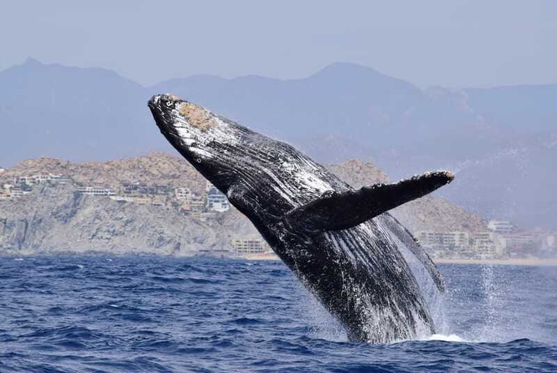 Whale Watch Cabo: Group Whale Watching Tour - FREE photos - What’s included vs not included (so you can budget cleanly)