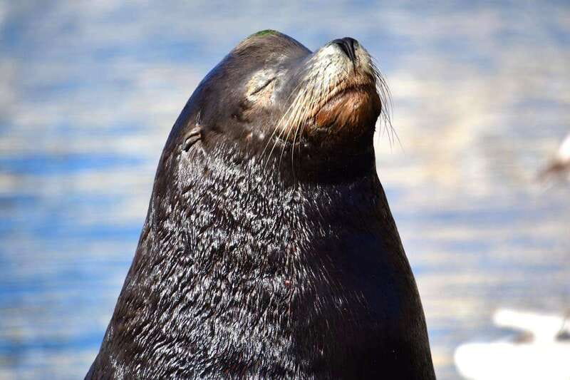 Whale Watch Cabo: Zodiac Whale Adventure - FREE Photos - Who This Trip Suits Best (and Who Should Skip It)