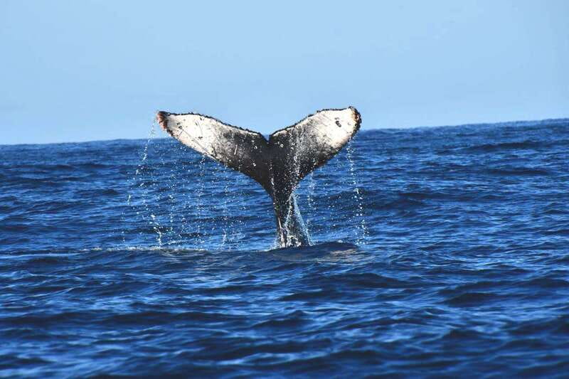 Whale Watch Cabo: Zodiac Whale Adventure - FREE Photos - Cabo’s Zodiac Whale Watching: What This Tour Gets Right