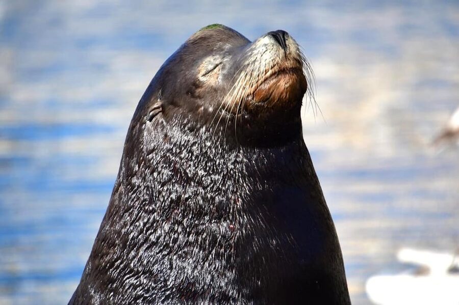 Whale Watch Cabo: Zodiac Whale Adventure - FREE Photos - What You’ll Notice Onboard: How the Trip Is Structured