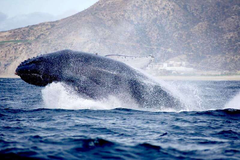 Whale Watch Cabo: Zodiac Whale Adventure - FREE Photos - Free Tour Photos via Dropbox: Why This Is More Than a Perk