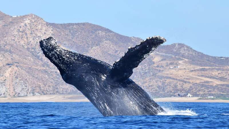 Whale Watch Cabo: Zodiac Whale Adventure - FREE Photos - The Whale Sightings Guarantee: When Your Risk Drops (Dec 15–Apr 15)