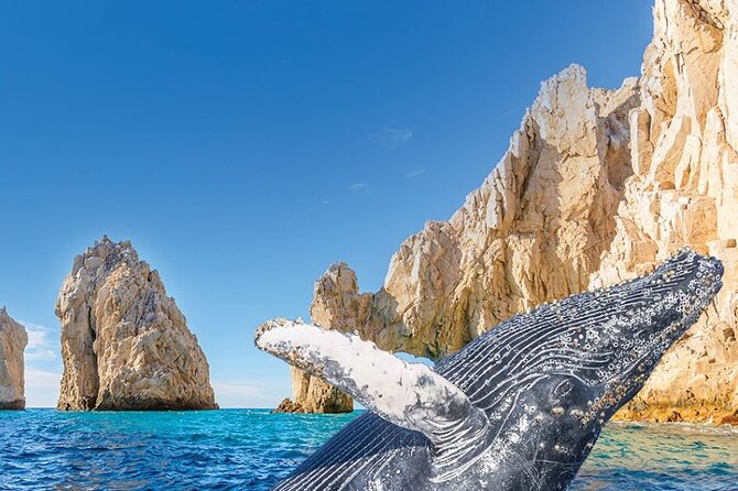 Whale Watching and Cabo San Lucas Arch - Key Things I Think You Should Know