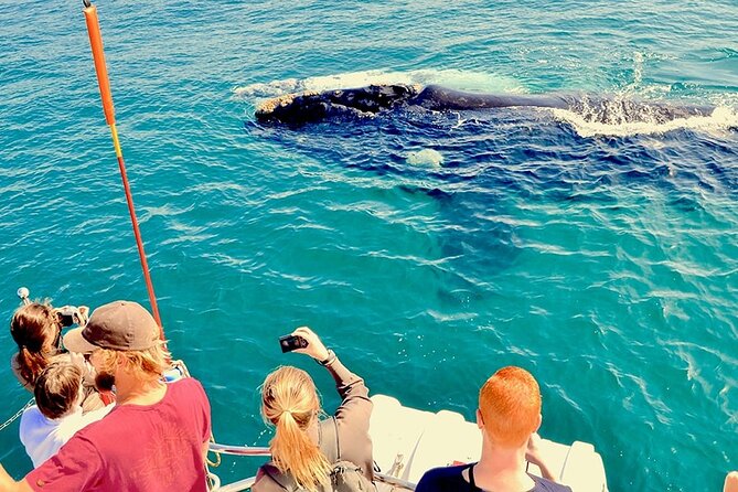 Whale Watching and Cabo San Lucas Arch - Cabo San Lucas in 3.5 Hours: What You’re Actually Buying