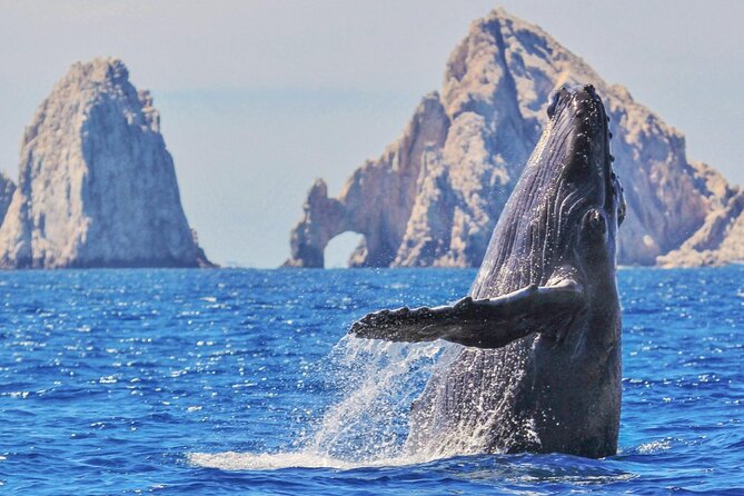 Whale Watching and Cabo San Lucas Arch - The Sea of Cortez Portion: Sea Scenery, Sea Lions, and the Walk Question