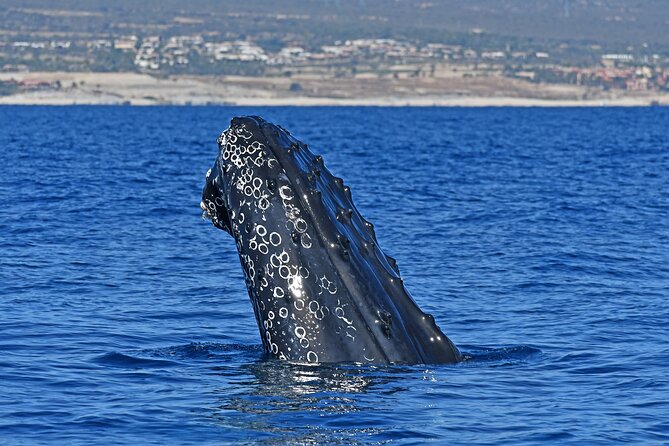 Whale Watching by Zodiac in Cabo San Lucas with Photos Included - Zodiac Whale Watching From Cabo: What Makes It Work
