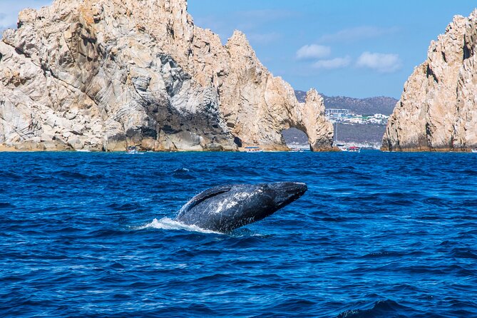 Whale Watching by Zodiac in Cabo San Lucas with Photos Included - Finding the Meeting Point: Don’t Overthink It, Still Arrive Early