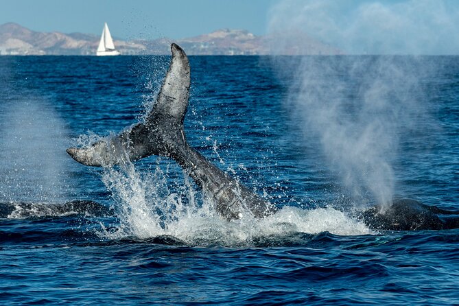 Whale Watching by Zodiac in Cabo San Lucas with Photos Included - Your Whale-Watching Stops: The Arch, Then the Open Sea Hunt