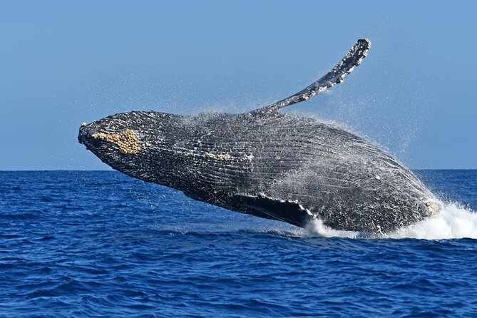 Whale Watching by Zodiac in Cabo San Lucas with Photos Included - Included Food and Water: Simple, Useful, Not a Distraction