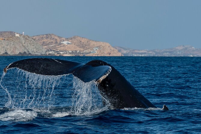 Whale Watching by Zodiac in Cabo San Lucas with Photos Included - Photos and Videos Included: Real Zoom Shots, Delivered Later