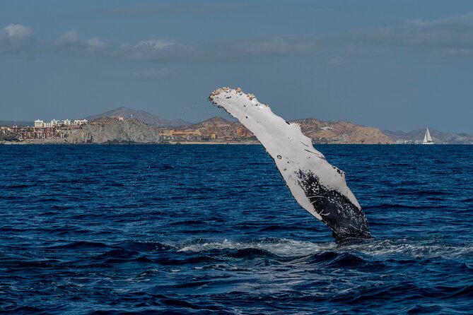 Whale Watching by Zodiac in Cabo San Lucas with Photos Included - Beyond Whales: Other Wildlife You Might Spot