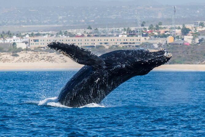 Whale Watching by Zodiac in Cabo San Lucas with Photos Included - Price and Value: $85 for a Small-Group, Photo-Included Wildlife Day
