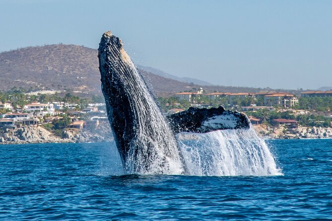 Whale Watching by Zodiac in Cabo San Lucas with Photos Included - How the Crew Finds Whales: Following Patterns, Not Luck