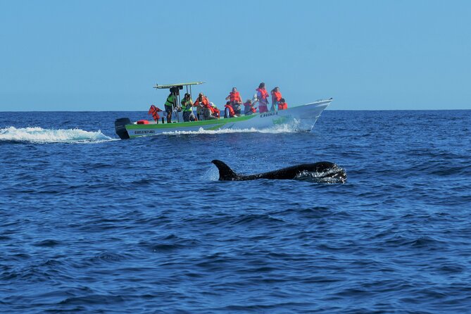 Whale Watching Cabo-Women crew-Sightings Guaranteed & Free Photos - A max-10 boat in Cabo: comfort that actually helps you spot whales