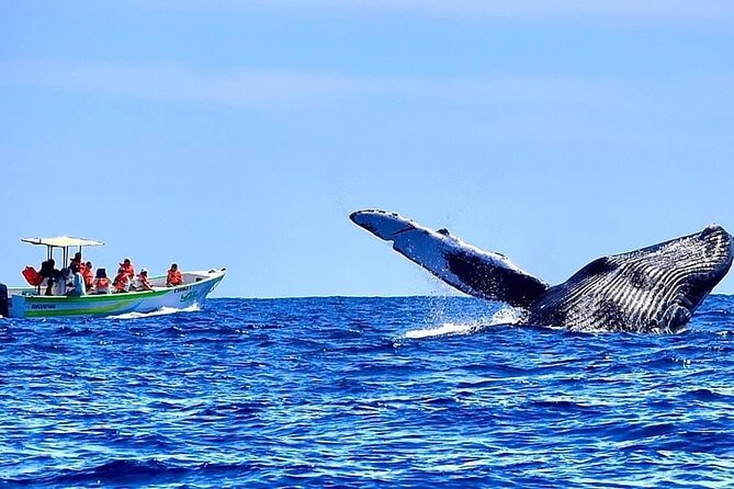 Whale Watching Cabo-Women crew-Sightings Guaranteed & Free Photos - The whale warranty and free second trip if sightings are slow