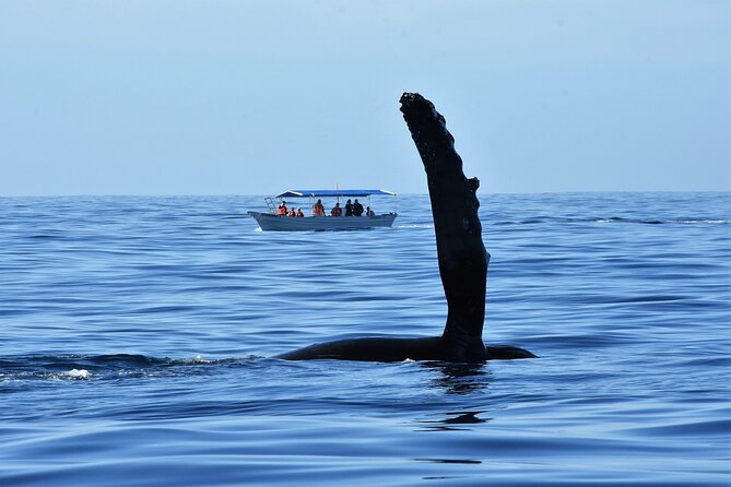 Whale Watching Cabo-Women crew-Sightings Guaranteed & Free Photos - Practical details: timing, meeting point, and what to pack
