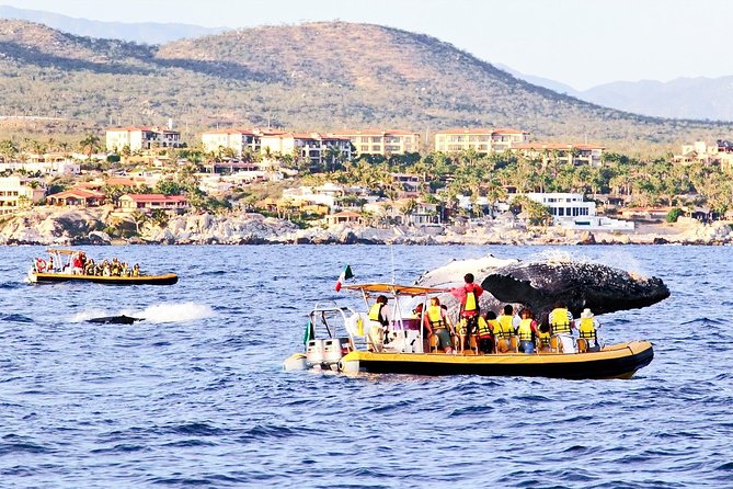 Whale Watching Cruise in Cabos San Lucas and Ground Transportation - How the 4-Hour Cabo Whale Cruise Actually Fits Your Day