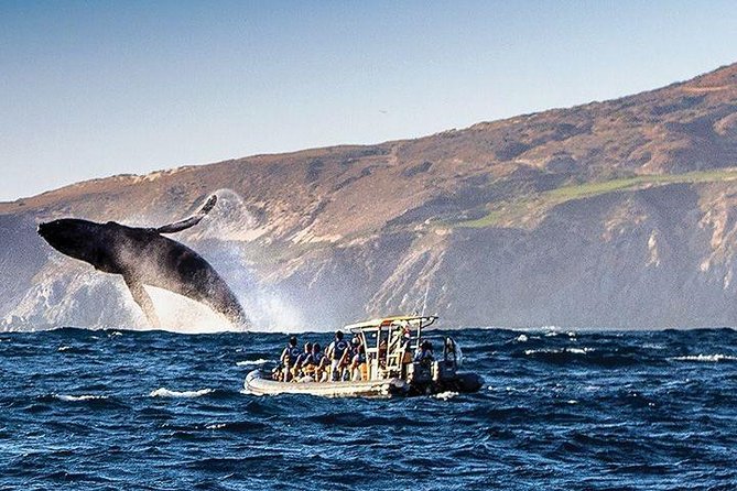 Whale Watching Cruise in Cabos San Lucas and Ground Transportation - Getting on the Boat: What You’ll Have Before You Go