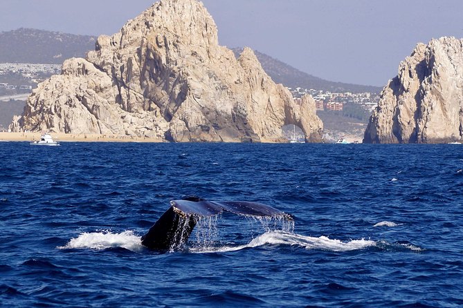 Whale Watching Cruise in Cabos San Lucas and Ground Transportation - Humpback Whale Watching: What the Speedboat Experience Really Means