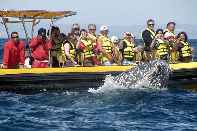 Whale Watching Cruise in Cabos San Lucas and Ground Transportation - Tequila Tasting and Open Bar: Choose Your Boat Option Carefully