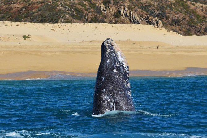 Whale Watching Cruise in Cabos San Lucas and Ground Transportation - Comfort, Safety, and the Stuff You Can Control