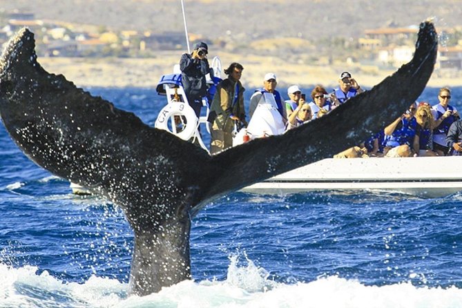 Whale Watching Cruise in Cabos San Lucas and Ground Transportation - Pickup, Meeting Point, and the Part Most People Get Wrong