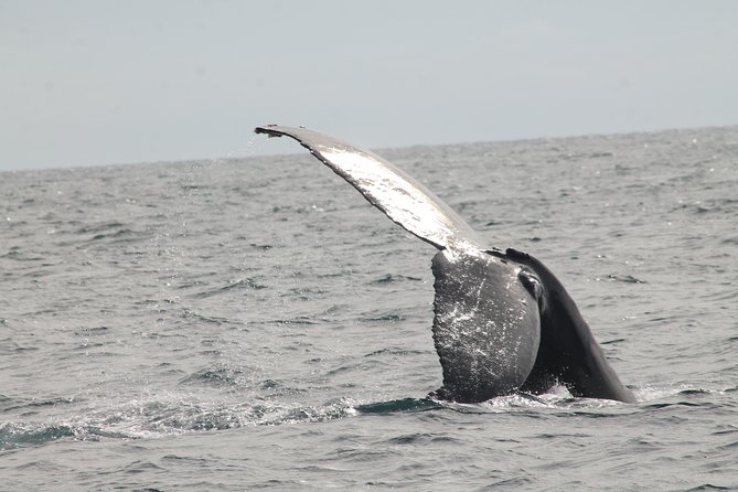 Whale Watching Dinner Cruise in Cabo San Lucas - The included dinner buffet: what it’s like in real life