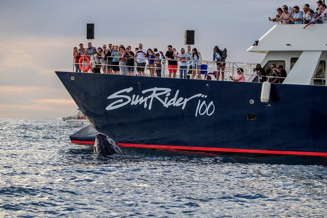 Whale Watching Dinner Cruise in Cabo San Lucas - Open bar value: drinks, timing, and the 18+ rule