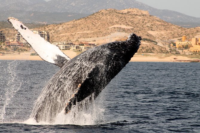 Whale Watching Dinner Cruise in Cabo San Lucas - The onboard show and dance floor vibe