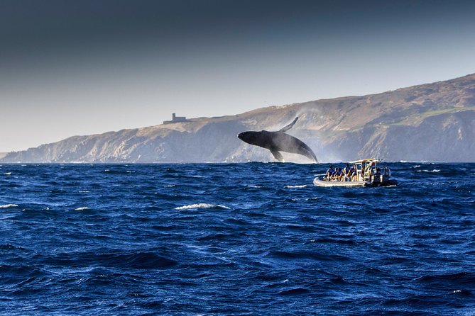 Whale Watching Dinner Cruise in Cabo San Lucas - Small costs and extras: plan ahead so nothing surprises you
