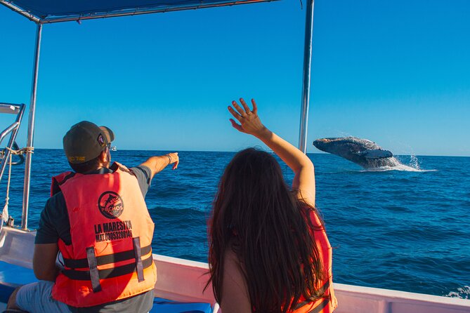 Whale Watching Experience in Cabo San Lucas 2 hours - Key Highlights You’ll Care About