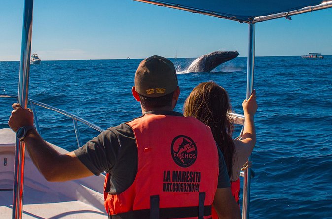 Whale Watching Experience in Cabo San Lucas 2 hours - English on the Boat and the Reality of Small-Group Learning