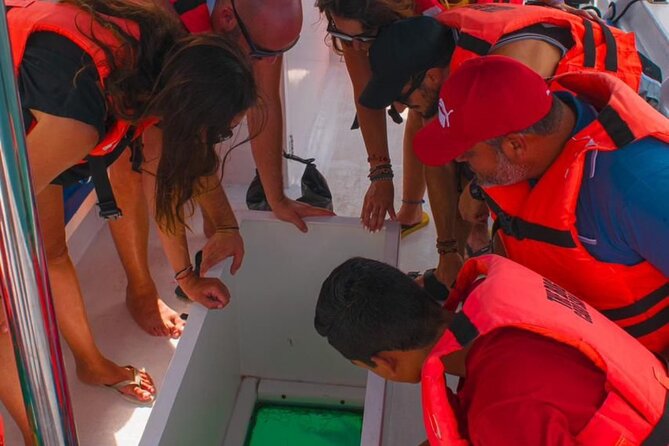 Whale Watching Experience in Cabo San Lucas 2 hours - Price and Photos: What $40 Covers, and What Costs Extra