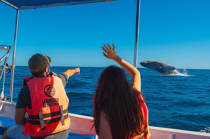 Whale Watching Experience in Cabo San Lucas 2 hours - Getting to the Boat Area and Knowing the Timeframe