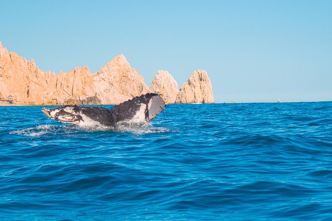 Whale Watching Experience in Cabo San Lucas 2 hours - The Arch of Cabo San Lucas Stop: Your Best Photo Window